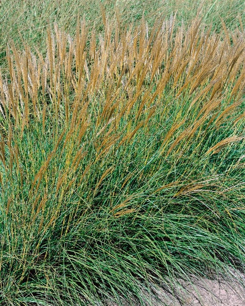 Chinaschilf im Garten