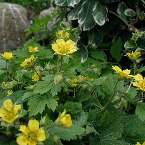 Gelbe Nelkenwurz im Gartenbeet