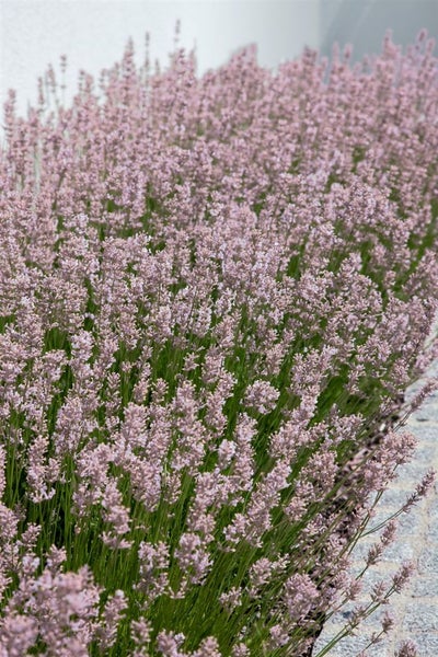 Lavandula angustifolia 'Rosea', Lavendel, rosa Blüten, ca. 9x9 cm Topf