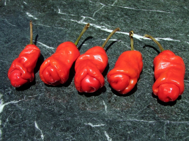 SAFLAX Garden in the bag - Chili - Peter Peppers Penis Chili - Capsicum annuum - 10 Samen - Mit Anzuchtsubstrat im praktischen, selbst aufstellenden Beutel