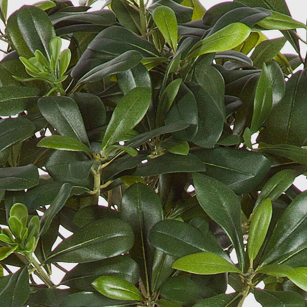 Nahaufnahme eines großen, grünen Blattes einer Alocasia mit deutlich sichtbaren Blattadern.