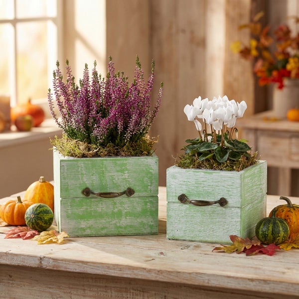 Zwei quadratische Pflanzkisten aus Holz in herbstlicher Dekoration mit Heidekraut und Alpenveilchen auf einem Holztisch.