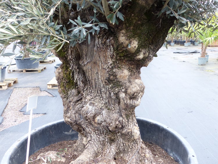 genau diesen Baum Nr. 5/D, 250 cm, Olivenbaum, knorrige alte urige Olive winterhart
