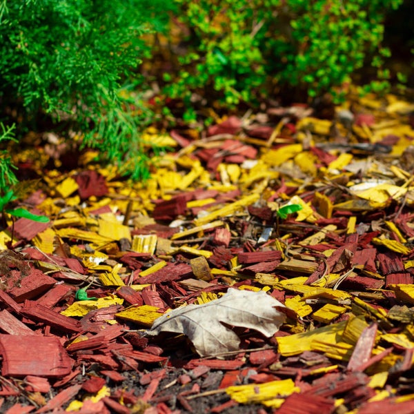 Dekorativer Mulch in gelb und rot zur Gartenabdeckung mit einer Pflanze im Hintergrund und einem gefallenen Blatt auf dem Boden.