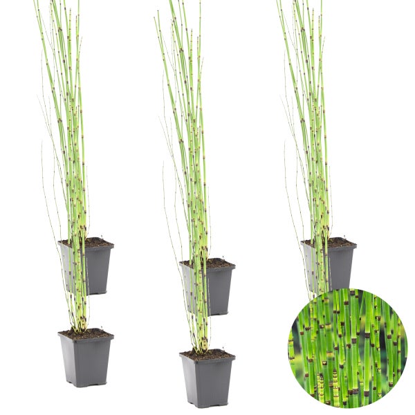 6x Equisetum Japonicum – Japanische Hohlpfeife – Teichpflanze – Pflegeleicht – ⌀9 cm – ↕20-30 cm