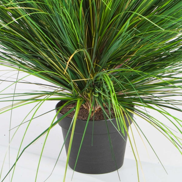 Künstliches Ziergras im schwarzen Topf mit langen, schmalen Halmen.