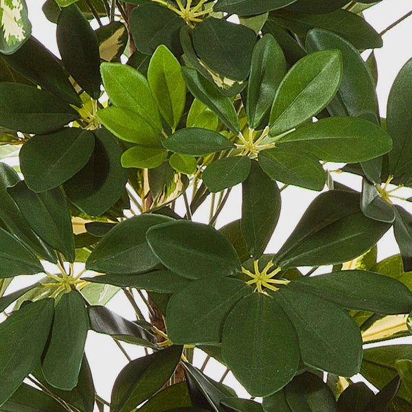 Nahaufnahme einer künstlichen Schefflera Pflanze mit grünen Blättern.