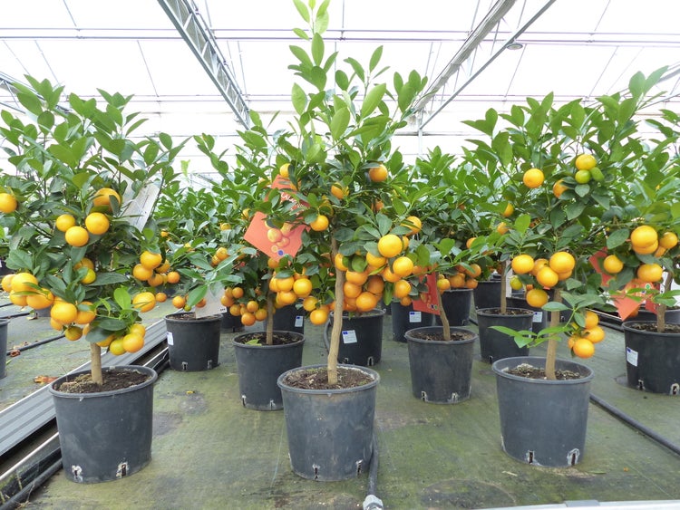 Mehrere Calamondin-Zitruspflanzen mit Früchten in schwarzen Kunststofftöpfen in einem hellen, organisierten Gewächshaus.