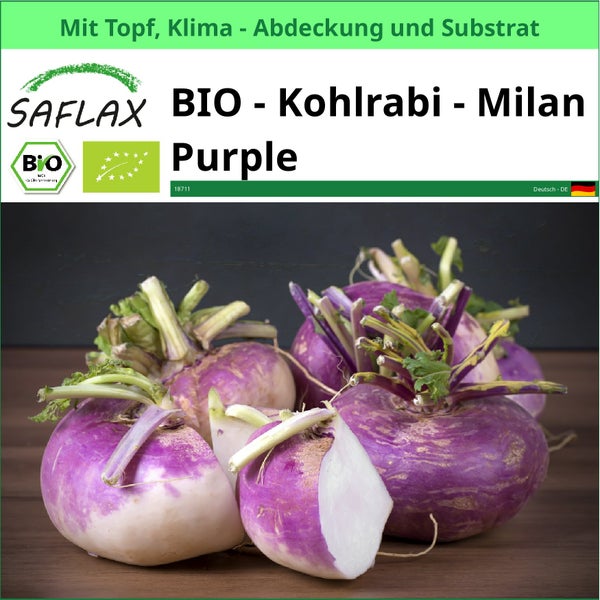 SAFLAX Garden to go - BIO - Kohlrabi - Milan Purple - Brassica rapa - 600 Samen - Mit Topf, Klima - Deckel und Anzuchtsubstrat