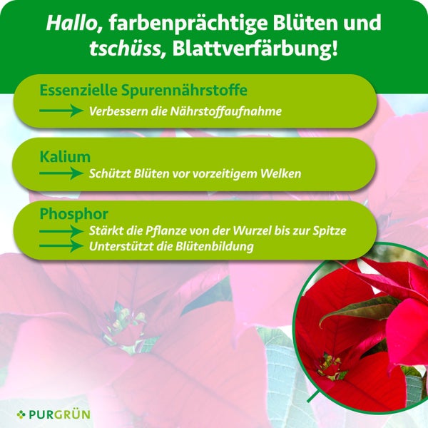 Purgrün Weihnachtsstern Dünger, 1 Liter Konzentrat für circa 200 Liter Gießwasser, mit Dosierkappe für gesundes Wachstum und strahlende Blüten.