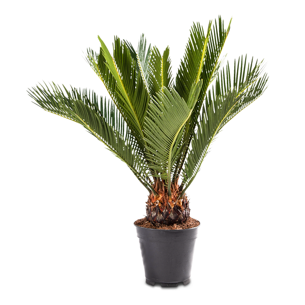 2x WL Cycas P14H50