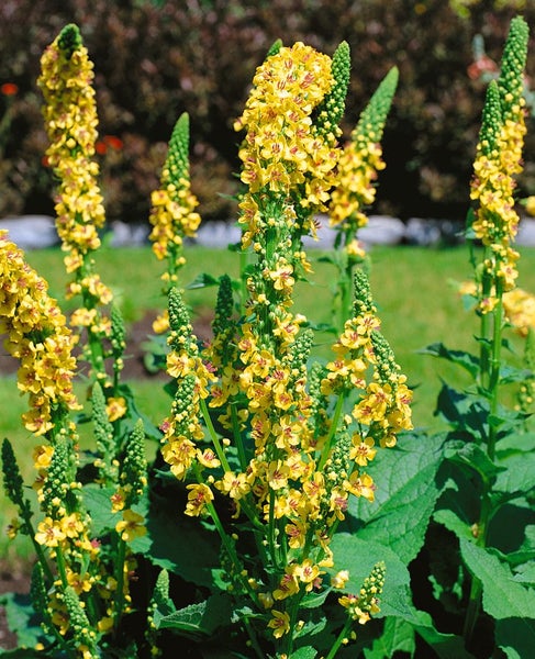 Verbascum chaixii 'Sixteen Candles', Königskerze, gelb, ca. 9x9 cm Topf