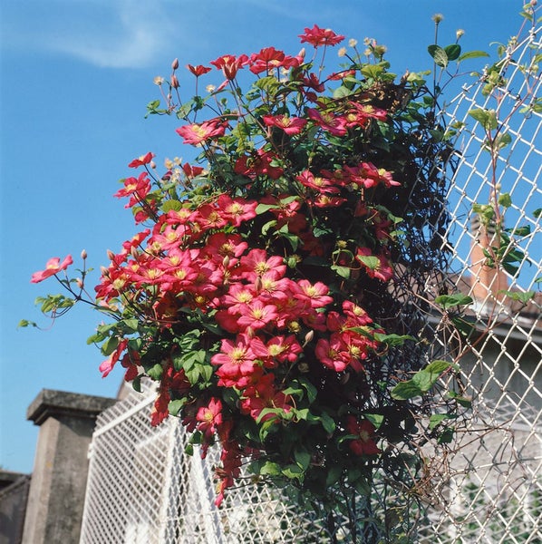 Kletterpflanze mit roten Blüten auf einem Zaun