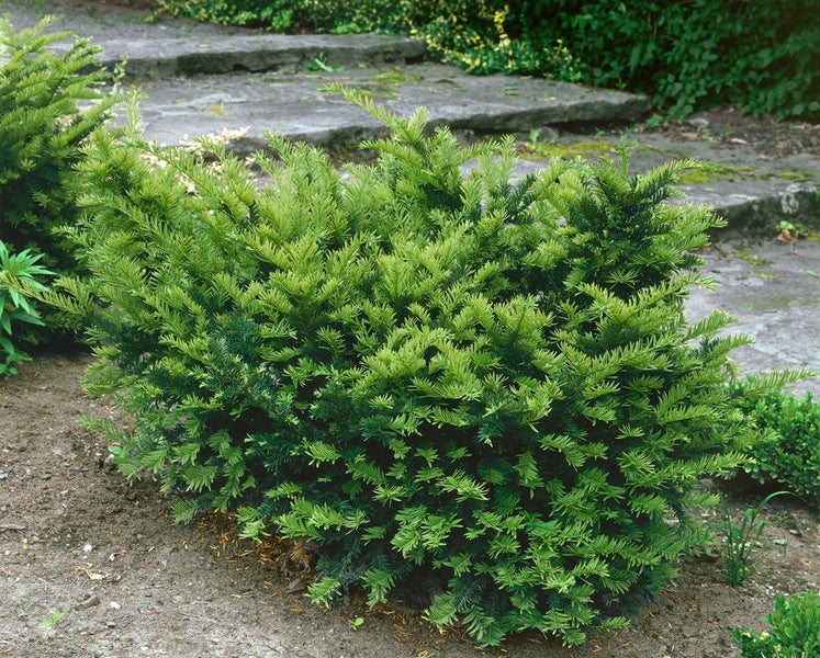 Taxus media 'Farmen', Becher-Eibe, immergrün, 25–30 cm