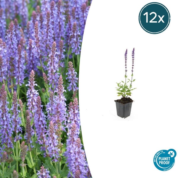 Set mit 12 blühenden Salvia Pflanzen mit violetten Blüten in Töpfen, PlanetProof Siegel für nachhaltigen Anbau.