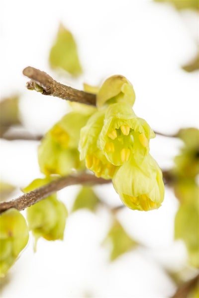 Corylopsis pauciflora, Scheinhasel, zartgelb, 40–60 cm