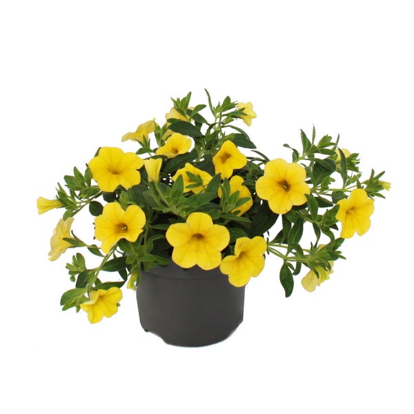Zauberglöckchen - Minihängepetunie - Calibrachoa - 12cm Topf - Set mit 3 Pflanzen - gelb