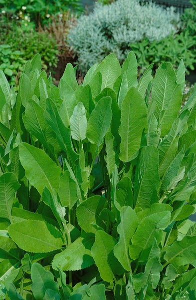 Tanacetum balsamita, Balsamkraut, aromatisch, ca. 9x9 cm Topf