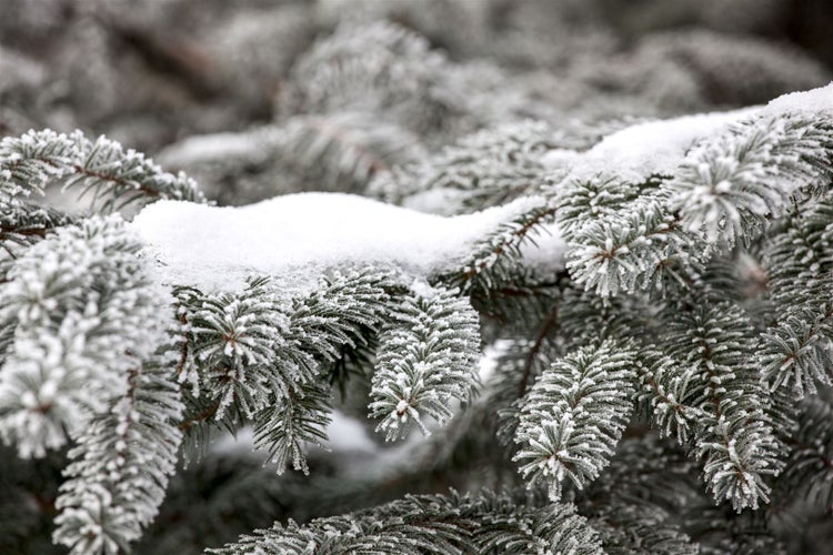 Abies nordmanniana, Nordmanntanne, 40–60 cm