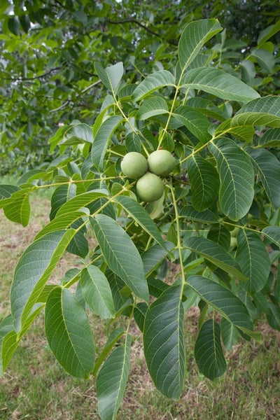 Juglans regia, Walnussbaum, 125–150 cm, robust