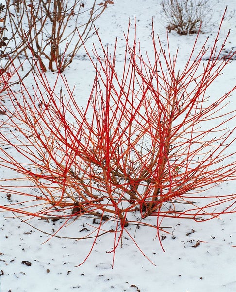 Cornus sanguinea, Roter Hartriegel, 60–100 cm