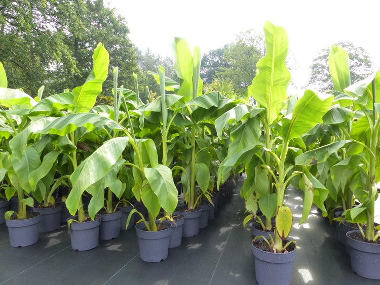 Bananenstaude Banane Musa Basjoo 120 - 150 cm winterhart Staude japanische Faserbanane
