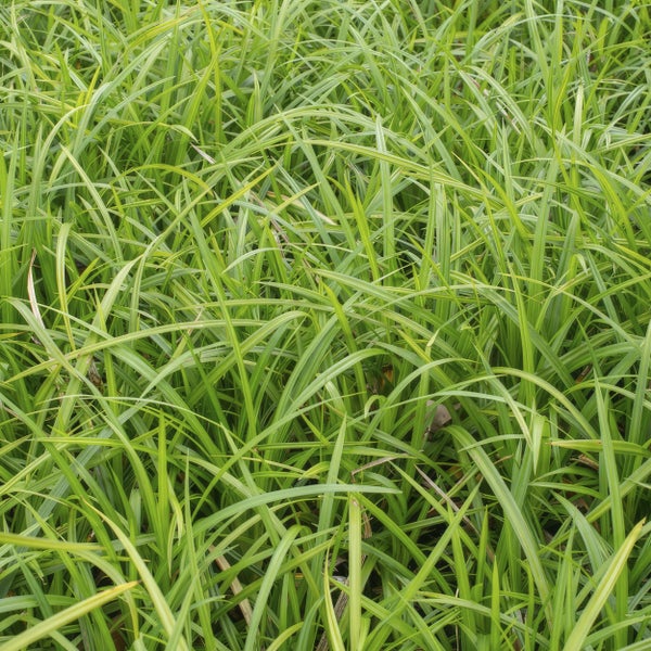 Dichtes, langes grünes Ziergras oder Segge zur Bodenbedeckung im Garten.