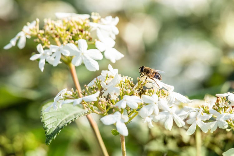 Eine Biene auf einer weißen Blume