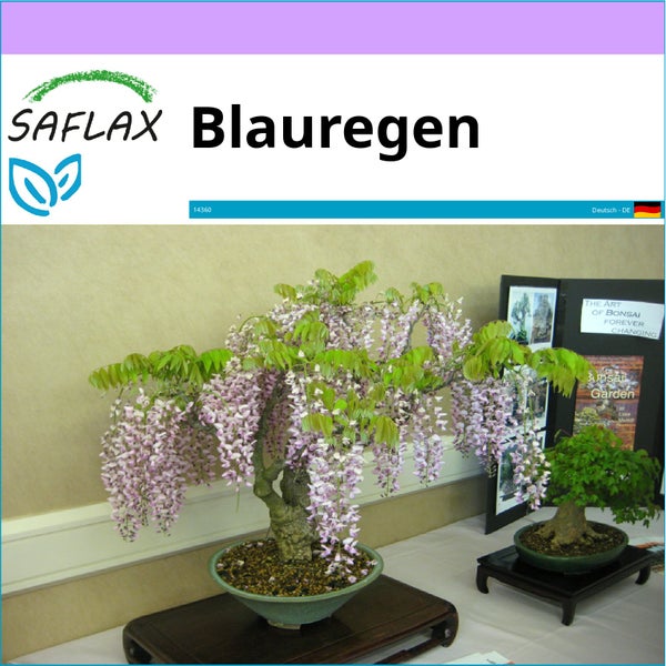 SAFLAX  - Blauregen  - Wisteria sinensis - 4 Samen