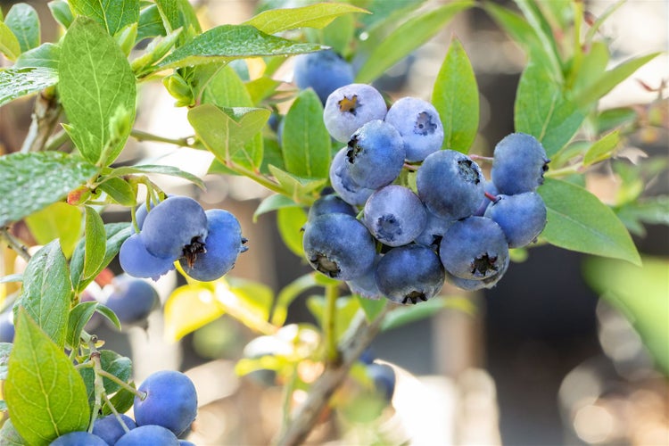 Eine Ansammlung reifer Blaubeeren an einem Strauch mit grünen Blättern.