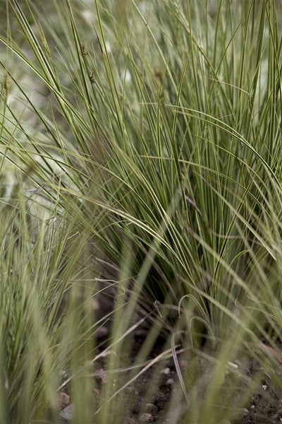 Carex brunnea 'Verde', Japan-Segge, immergrün, 2 Liter Container