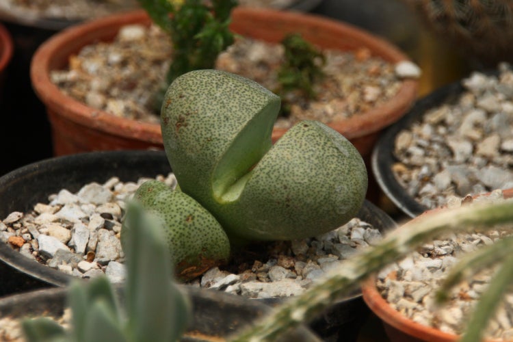 SAFLAX Garden to go - Lebender Granit - Pleiospilos nelii - 40 Samen - Mit Topf, Klima - Deckel und Anzuchtsubstrat