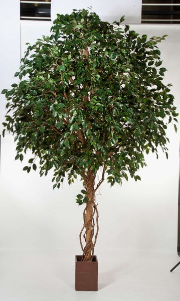 Künstlicher Ficus mit geflochtenem Stamm in einem braunen quadratischen Topf.