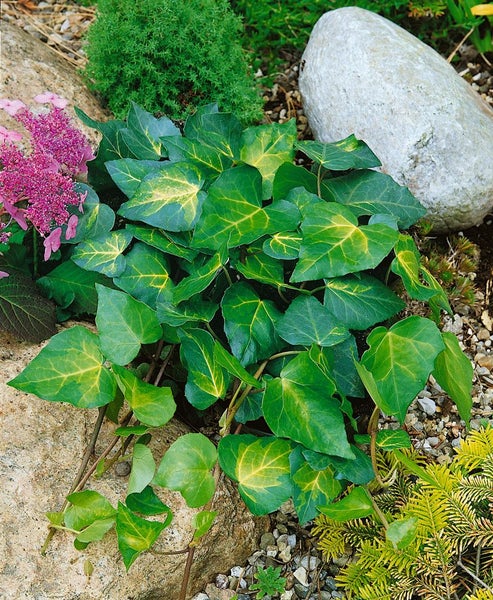 GardenersDream Hedera Sulphur Heart - Gelb-grüner Efeu, Winterhart, Kletternd