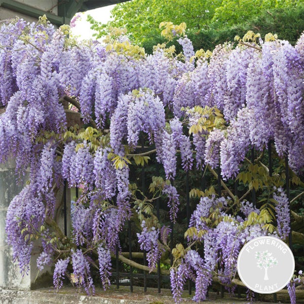 Wisteria sinensis Prolific – Glyzinie – Schlingpflanze – Pflegeleicht – ⌀15 cm – ↕60-70 cm