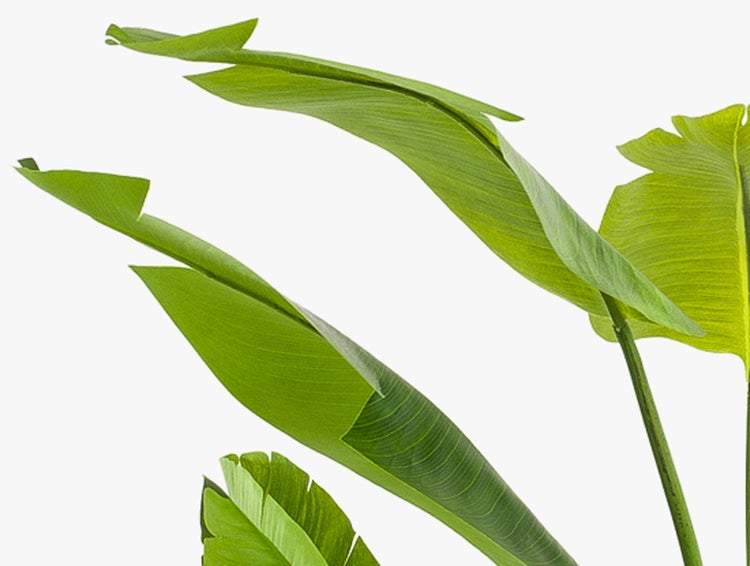 Detailansicht der großen grünen Blätter einer Strelitzia nicolai Zimmerpflanze.