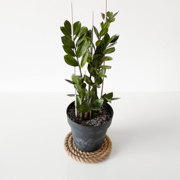 Zimmerpflanze Glücksfeder Zamioculcas zamiifolia in schwarzem Topf mit Stützstäben auf einem runden Seiluntersetzer.