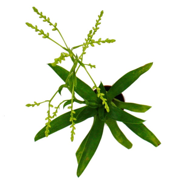 Mini-Bromelien-Trio - Set mit 3 Pflanzen mit aussergewöhnlichen Blütenständen - 5,5cm Topf