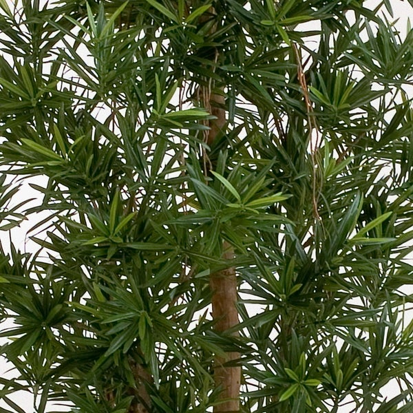 Nahaufnahme einer Steineibe mit dichten schmalen grünen Blättern an einem Holzstamm.