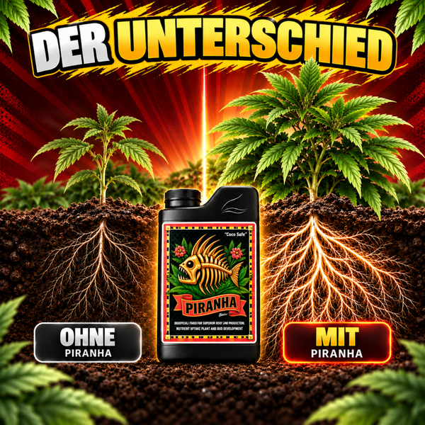 Produktvergleich der Wurzelentwicklung bei Pflanzen mit und ohne Piranha Wurzeldüngerzusatz in einer Flasche dargestellt.