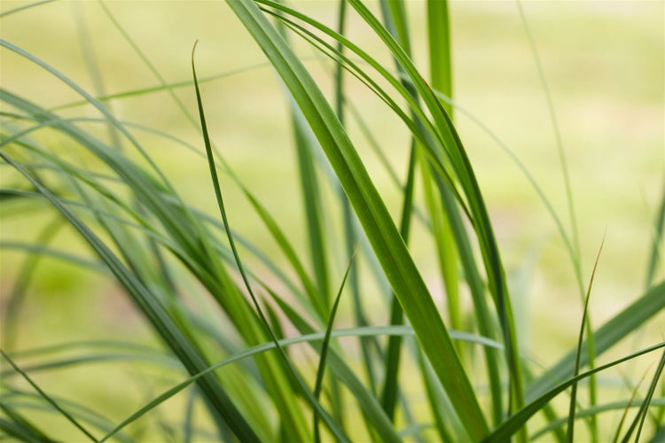 Cortaderia selloana 'Pumila', Pampasgras, kompakt, 3-5 Liter Container