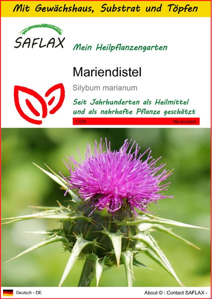 SAFLAX Anzucht Set - Mariendistel - Silybum marianum - 75 Samen - Mit Mini-Gewächshaus, Anzuchtsubstrat und 2 Töpfen