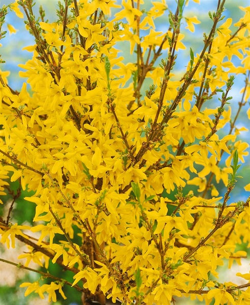 Forsythia 'Week-End' -R-, Forsythie, leuchtend gelb, 40–60 cm