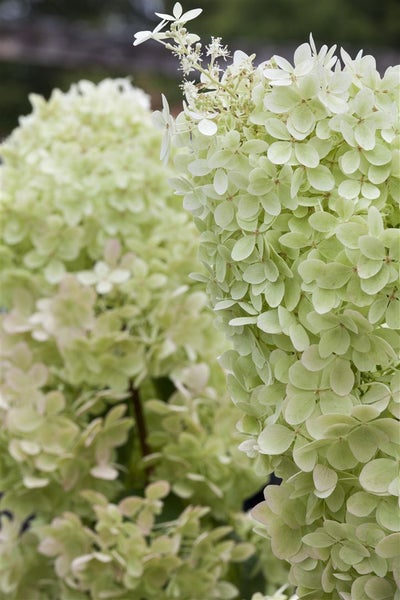 Hydrangea paniculata 'Limelight', Rispenhortensie, grünlich-weiß, 60–100 cm