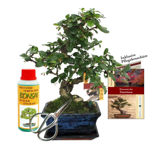 Geschenkset Bonsai Carmona - Fukientee - ca. 6 Jahre alt - Anfänger-Set