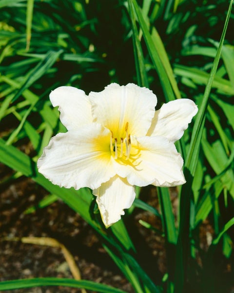 Hemerocallis x cult.'Joan Senior', Taglilie, cremeweiß, ca. 11x11 cm Topf