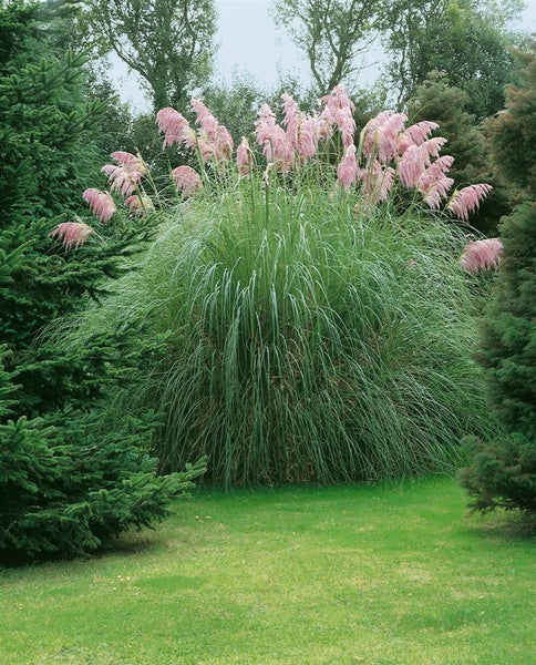 Cortaderia selloana 'Rosea', Pampasgras, rosa, 3-5 Liter Container