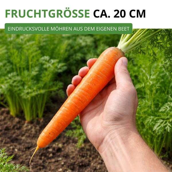 Hand hält eine frisch geerntete Möhre im Beet, Fruchtgröße circa 20 Zentimeter.