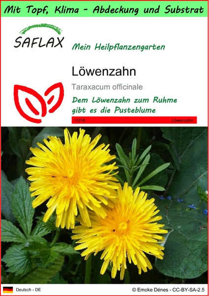 SAFLAX Garden to go - Löwenzahn - Taraxacum officinale - 200 Samen - Mit Topf, Klima - Deckel und Anzuchtsubstrat