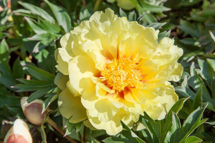 Paeonia 'Bartzella', Pfingstrose, gelb, 5-7,5 Liter Container